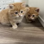 マンチカン(短足)【福岡県・男の子・2025年8月18日・レッドタビーアンドホワイト】の写真8