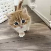 マンチカン(短足)【福岡県・男の子・2025年8月18日・レッドタビーアンドホワイト】の写真9