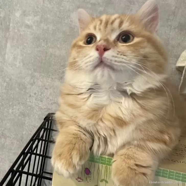 マンチカン(短足)【福岡県・男の子・2025年8月18日・レッドタビーアンドホワイト】の写真1