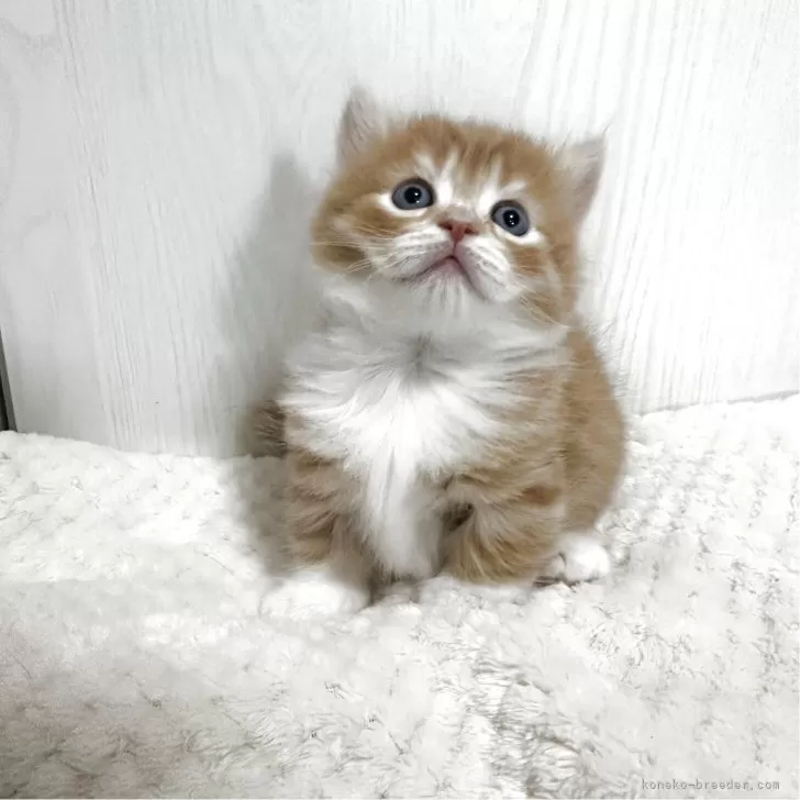 ID:2504-02568の子猫