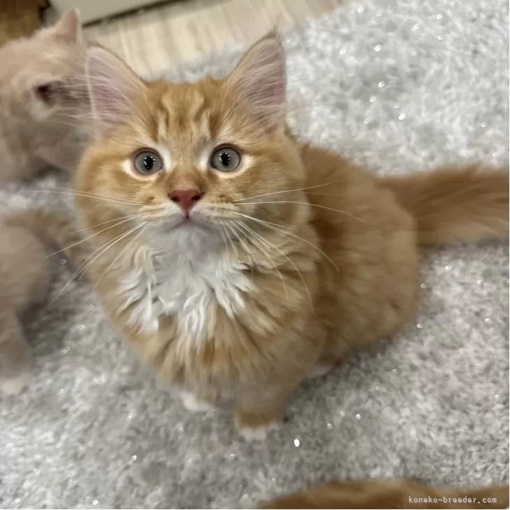 マンチカン(長足)【福岡県・男の子・2025年8月18日・レッドタビーアンドホワイト】の写真1