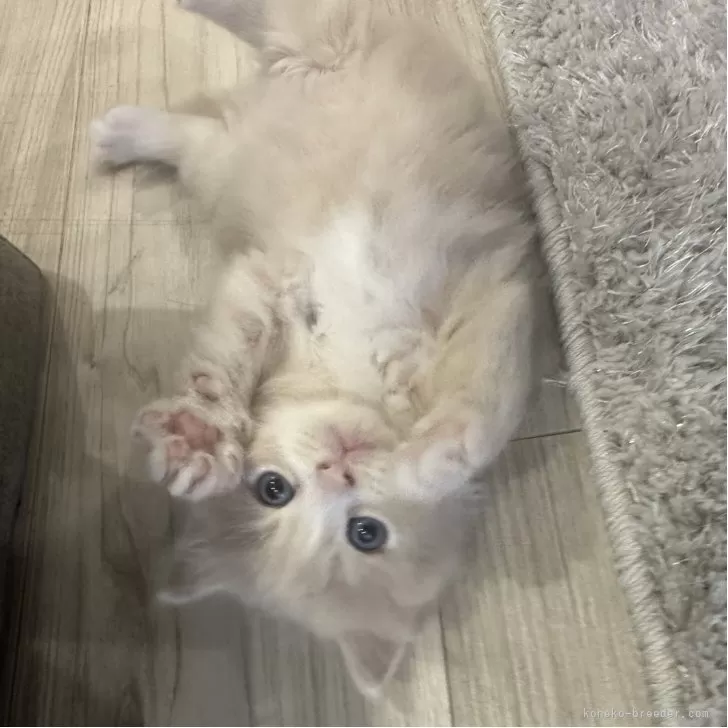 マンチカン(長足)【福岡県・男の子・2025年9月26日・クリームタビーアンドホワイト】の写真1