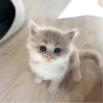 マンチカン(長足)【福岡県・女の子・2025年8月16日・クリームアンドホワイト】の写真「おっとりなお顔の女の子です💕」