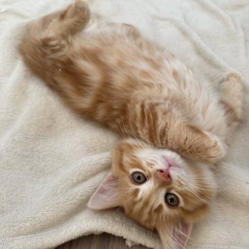 マンチカン(短足)【福岡県・男の子・2025年8月18日・レッドタビー】の写真「クラシックタビー柄が綺麗な可愛い僕です♥️」