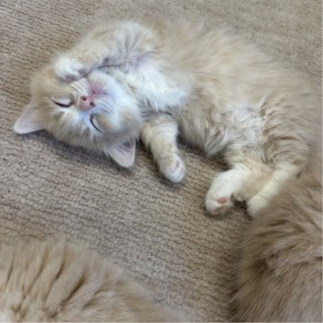 マンチカン(短足)【福岡県・男の子・2025年4月25日・クリームタビーアンドホワイト】の写真「カランコロン可愛い僕ちゃんです🤍🩵」