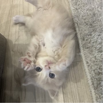 マンチカン(長足)【福岡県・男の子・2025年9月26日・クリームタビーアンドホワイト】の写真「手足がホワイトな可愛い僕です🤍」