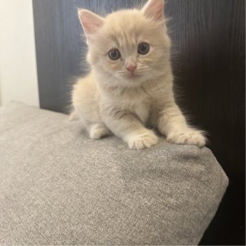マンチカン【福岡県・男の子・2024年12月8日・クリームタビー】の写真「まんまるお顔の可愛い子です🌟」
