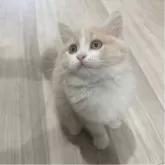 マンチカン(長足)【福岡県・女の子・2025年8月16日・クリームアンドホワイト】の写真1