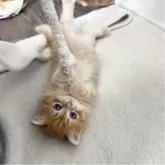 マンチカン(短足)
