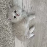 マンチカン(短足)【福岡県・男の子・2024年10月29日・クリームタビーアンドホワイト】の写真1