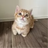 マンチカン(短足)