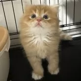 マンチカン(長足)