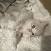 マンチカン(長足)