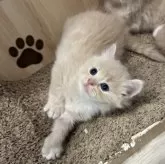 マンチカン(長足)