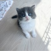 マンチカン(長足)