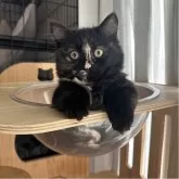 マンチカン(短足)【福岡県・女の子・2025年8月16日・トーティーシェル】の写真1