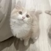 マンチカン(長足)【福岡県・女の子・2025年8月16日・クリームアンドホワイト】の写真2