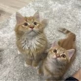 マンチカン(長足)【福岡県・男の子・2025年8月18日・レッドタビーアンドホワイト】の写真2