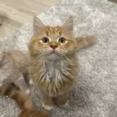 マンチカン(長足)【福岡県・男の子・2025年8月18日・レッドタビーアンドホワイト】の写真3