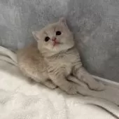 マンチカン(長足)【福岡県・男の子・2024年12月8日・クリームタビー】の写真3