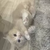 マンチカン(長足)【福岡県・男の子・2025年9月26日・クリームタビーアンドホワイト】の写真4