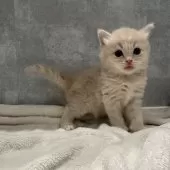 マンチカン(長足)【福岡県・男の子・2024年12月8日・クリームタビー】の写真5