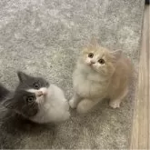 マンチカン(長足)【福岡県・男の子・2025年8月16日・ブルーアンドホワイト】の写真6