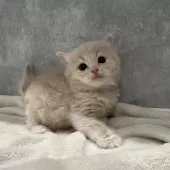 マンチカン(長足)【福岡県・男の子・2024年12月8日・クリームタビー】の写真6