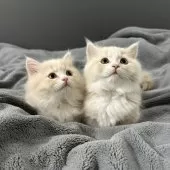 マンチカン(短足)【福岡県・男の子・2024年10月29日・クリームタビーアンドホワイト】の写真6