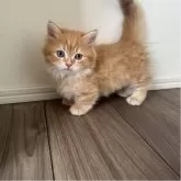 マンチカン(短足)【福岡県・男の子・2025年8月18日・レッドタビーアンドホワイト】の写真6