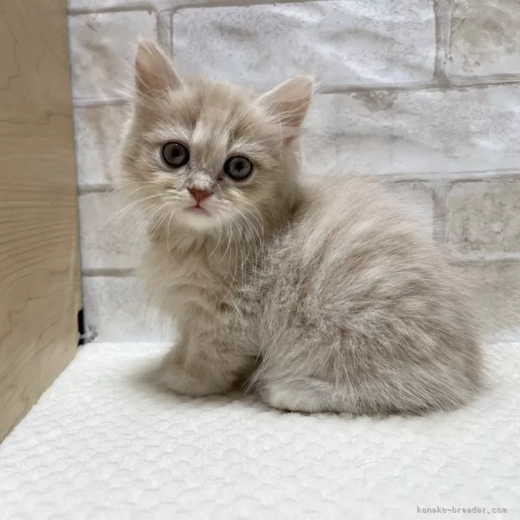 ID:2410-00431の子猫
