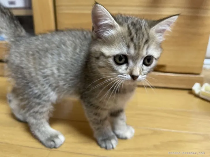 ID:2204-00802の子猫