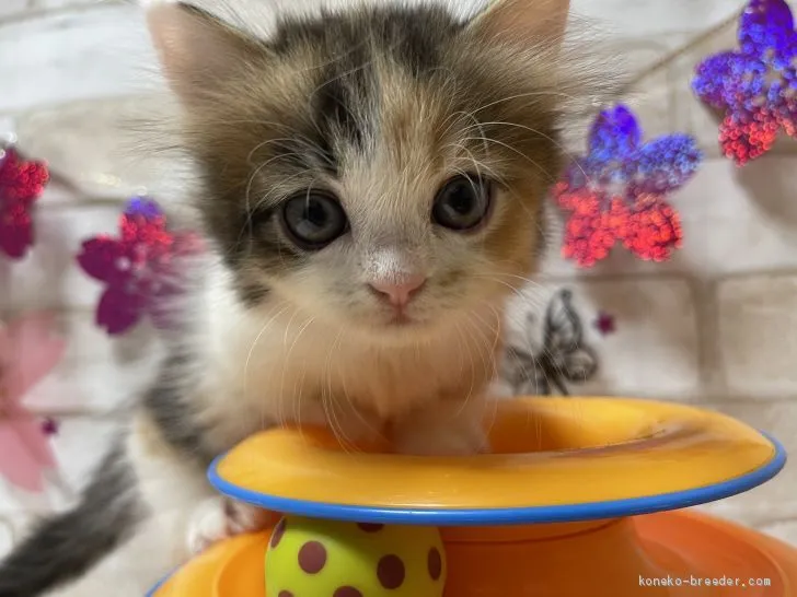 ID：2101-01011の子猫