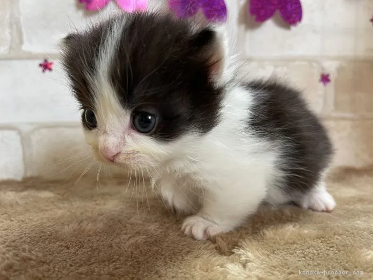 ID：2103-01320の子猫