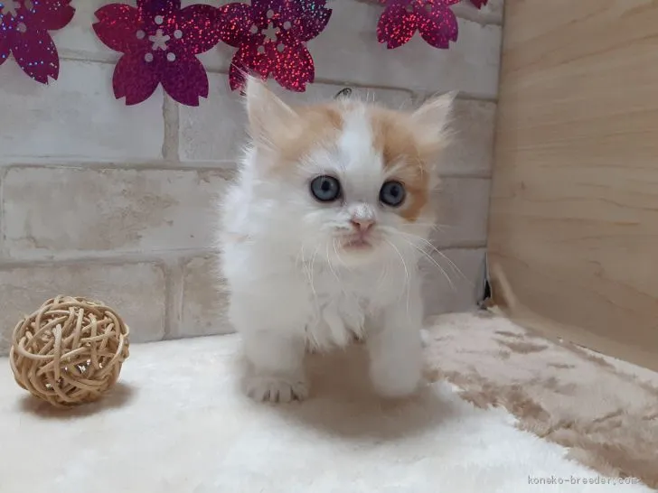 あちゃ 様のお迎えした子猫