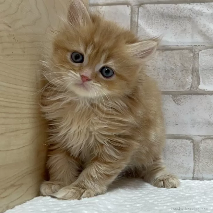 ID：2312-01488の子猫