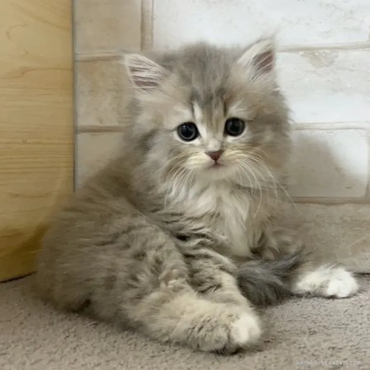 ID：2305-01469の子猫