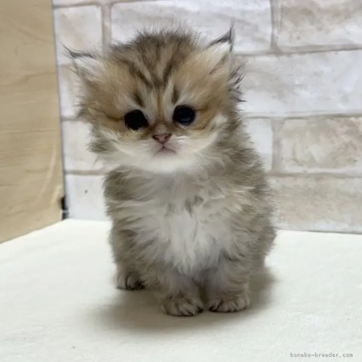 まなはる 様のお迎えした子猫