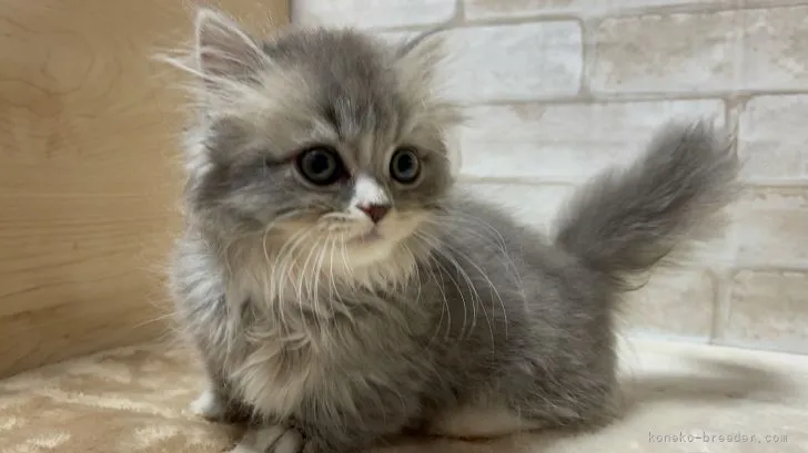 ID：2205-00109の子猫