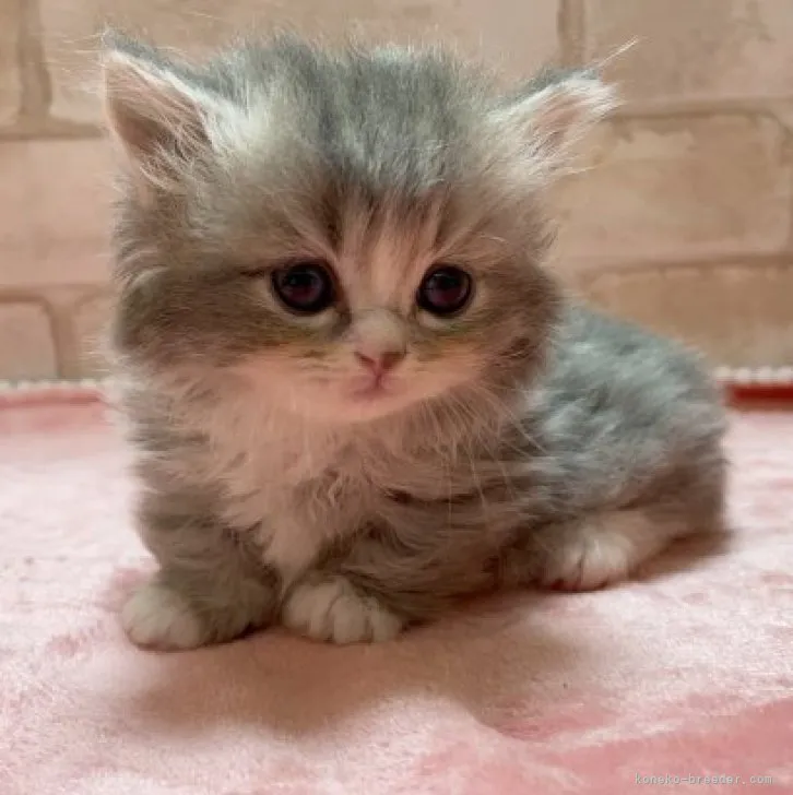 ID:2312-01487の子猫