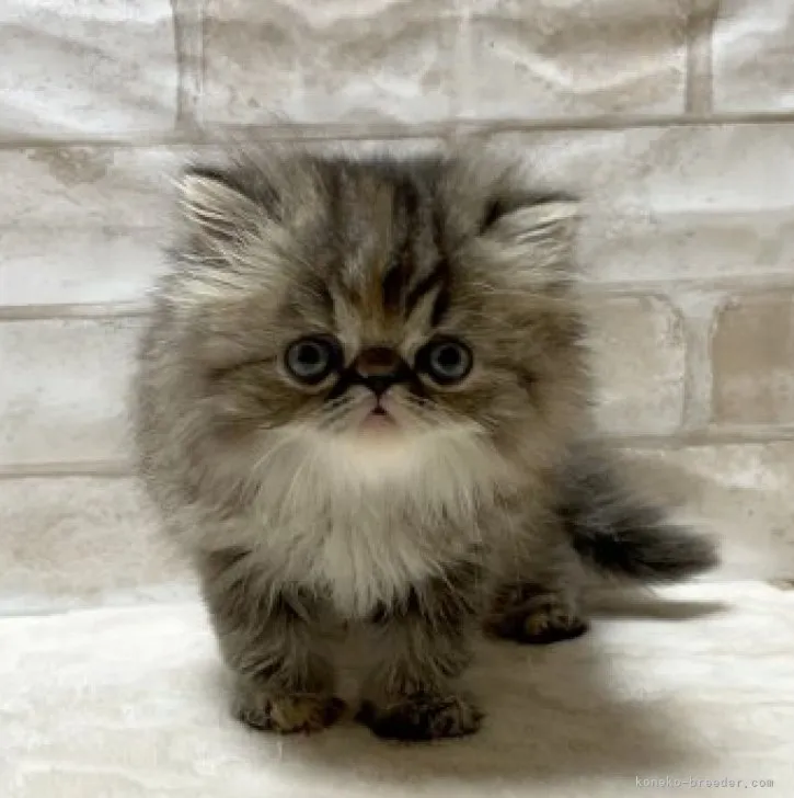 ID：2308-00383の子猫