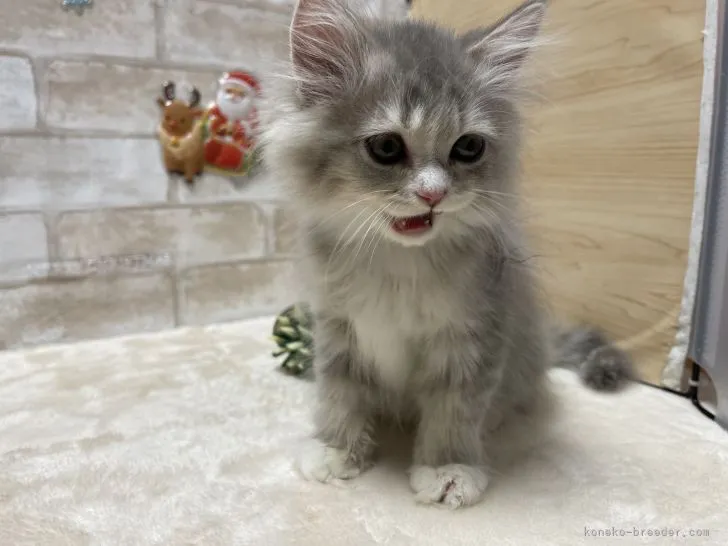 ID：2110-00456の子猫