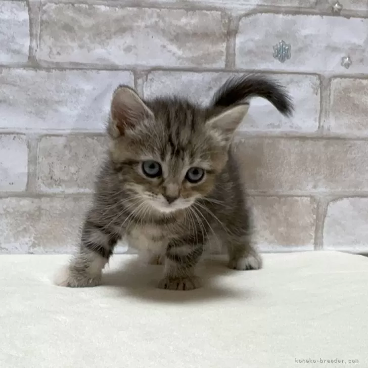 ID:2405-01852の子猫