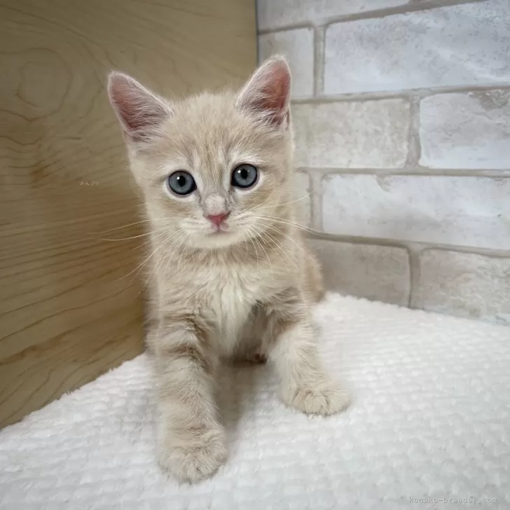 ID：2409-03213の子猫