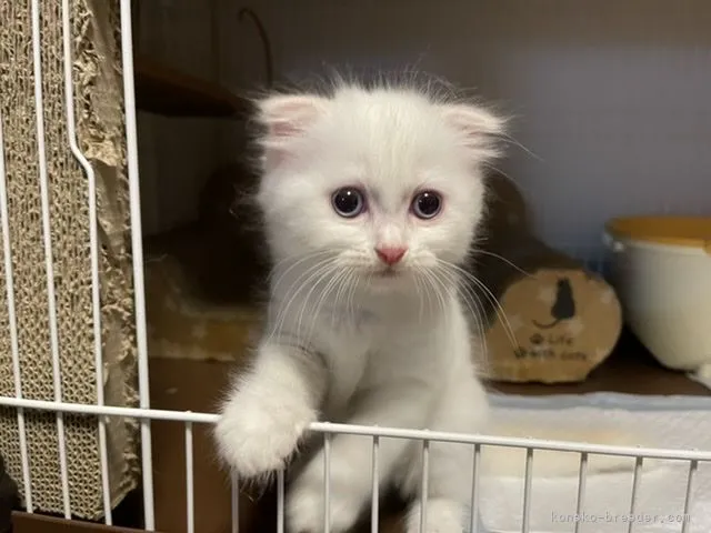 ID:2106-00680の子猫