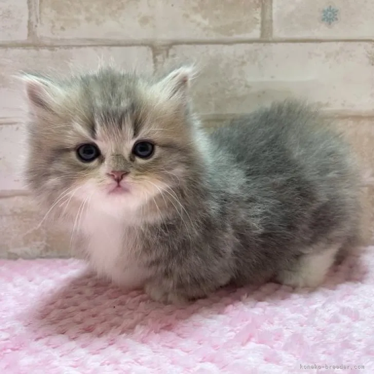 ID：2311-01470の子猫