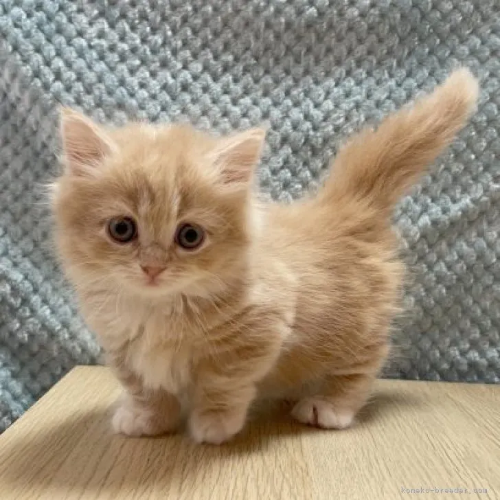 ID：2310-01695の子猫