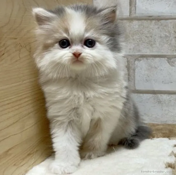ID:2304-01032の子猫