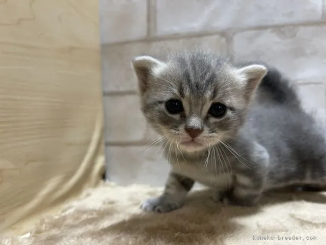 ID:2106-00682の子猫