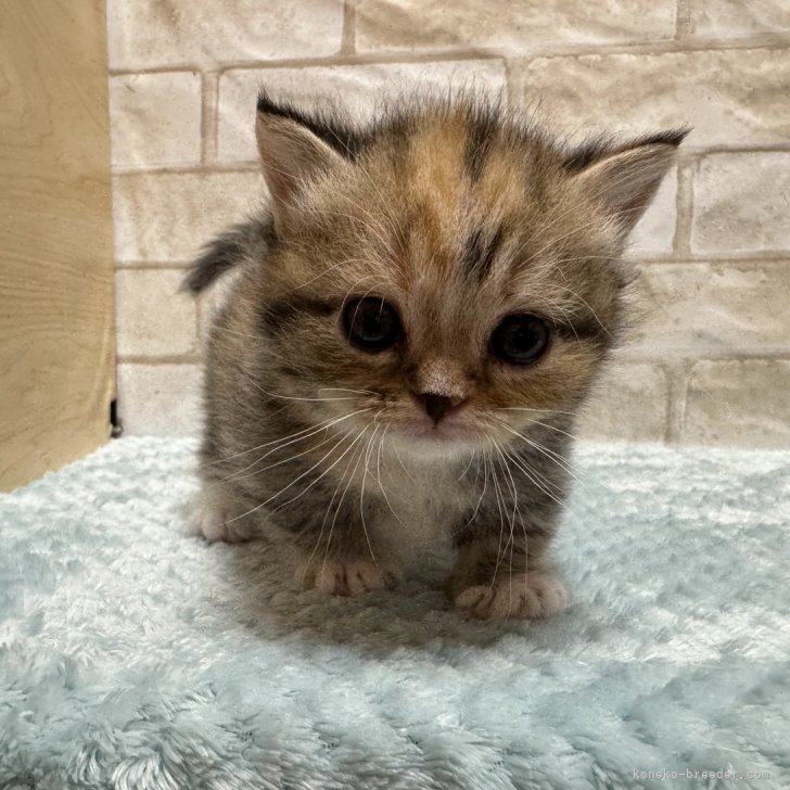 短毛シュシュ、ミントチェック、わんちゃん猫ちゃん用 短毛シュシュ、ミントチェック、わんちゃん猫ちゃん用